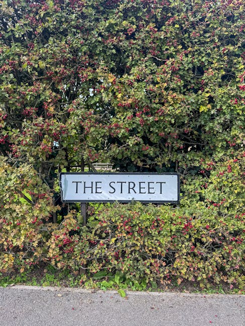 In the image, a rectangular street sign displaying 'THE STREET' is mounted on a metal post, situated amidst dense shrubbery with small, dark green leaves and numerous tiny pink flowers. The shrubs are well-maintained with trimmed edges along the surrounding pavement, which appears clean and smooth. The greenery provides a lush backdrop to the sign, creating a contrast between the natural foliage and the simple, clear signage. This scene exemplifies outdoor garden and landscape maintenance practices, likely performed by Gardeners Tufnell Park, in the context of garden clearance and hedge work in Tufnell Park. The lighting suggests a bright, overcast day, highlighting the textures of the leaves and the roadside environment.