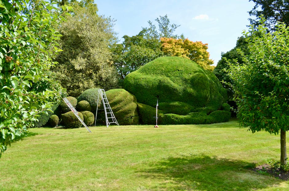 A well-maintained garden scene with a neatly trimmed green lawn foreground, bordered by lush trees and shrubs. Prominent in the background are large, rounded bushes and shaped topiary, including a sizable moss-covered hedge resembling a natural sculpture. Two ladders and a garden tool on a tripod are positioned near the topiary, indicating ongoing garden maintenance and hedge trimming work. The garden is bathed in natural daylight, with clear blue skies overhead and a mixture of mature trees displaying green and autumnal foliage, creating a serene outdoor environment. Gardeners Tufnell Park appears to be conducting landscaping work, focusing on the careful shaping and health of the foliage, contributing to the overall neat appearance of the garden.
