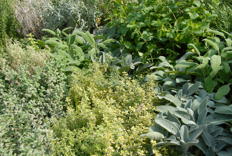 Garden patio