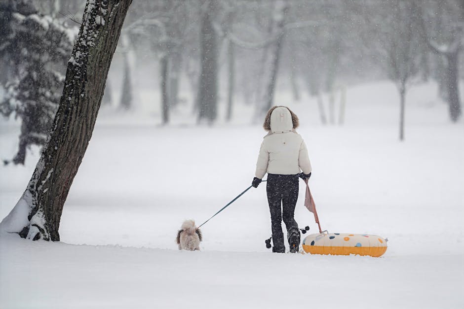 A person dressed in a white winter jacket, dark pants, and gloves is seen from behind walking their small fluffy dog on a leash in a snow-covered park. The person is pulling a bright orange snow tube with black polka dots, situated on the snowy ground. The scene features tall, leafless trees with snow on their branches, and the ground is blanketed in fresh, untouched snow, creating a calm winter landscape. The background showcases a softly blurred view of more snow-laden trees, with overcast gray skies overhead, indicating a cold winter day perfect for outdoor activities. The image captures the quiet serenity of a winter garden or park during snowfall, with a focus on outdoor recreation in a natural setting.