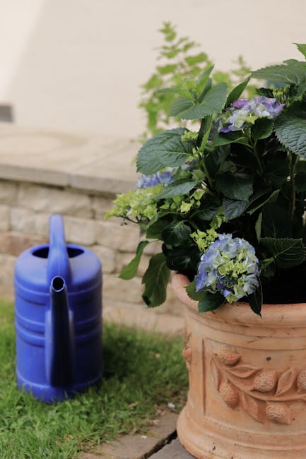 A close-up view of a garden scene featuring a large terracotta pot filled with lush green foliage and clusters of light blue and purple hydrangea flowers. To the left, a blue plastic watering can with a short spout and handle is placed on the grass near a low stone wall. The garden appears well-maintained, with the grass neatly trimmed and the plants healthy. In the background, there is a white wall or building facade, providing a neutral backdrop that highlights the greenery and gardening tools. The overall scene reflects outdoor garden maintenance and planting activities, typical of small back gardens in Tufnell Park, as promoted by Gardeners Tufnell Park for landscaping and lawn care.